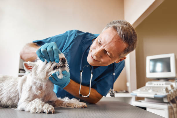 Best Affordable Emergency Dental Care  in Virginia Gardens, FL